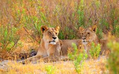 uganda-lions-2.jpg