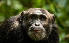 chimpanzee-uganda.jpg