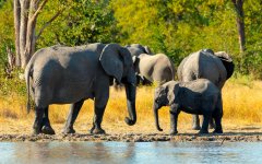elephants-uganda-1.jpg